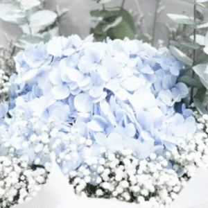 Hydrangeas
