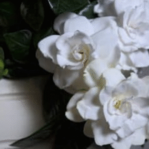 Gardenia